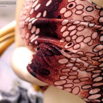 Kwan Galyarut Gallery-2 88Square models