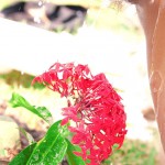 Orn Ornicha Gallery-1 88Square models