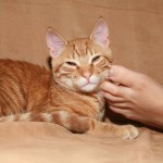 Lexy mack afternoon snack