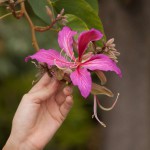 Carlee delima colledge try pt