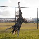 Veronica hatley columbia park