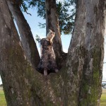 Veronica hatley columbia park