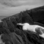 Canadian Amateurs Magic