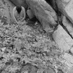 Canadian Amateurs Contour