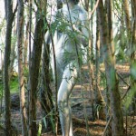 Met-Art Silver Nudism