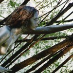 Met-Art Silver Nudism