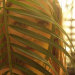 Met-Art Girls Amazon 2