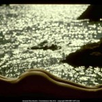 Met-Art Connaisseurs Des Arts