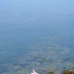 Katyia Canadian Amateurs Feelings