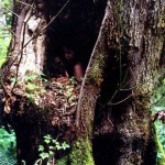 Met-Art Ronin Amateurs Achtland