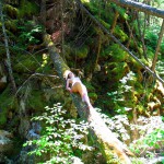 Met-Art Ronin Amateurs Canada