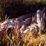 Met-Art Homage To Canada