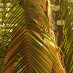 Met-Art Girls Amazon