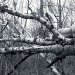 Met-Art Canada Shores