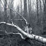 Met-Art Canada Shores