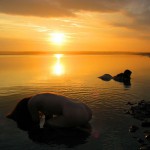 Met-Art Forces Of Nature