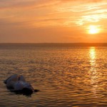 Met-Art Forces Of Nature