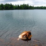 Met-Art Ronin Amateurs Canada