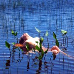 Met-Art Ronin Amateurs Canada