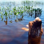 Met-Art Ronin Amateurs Canada