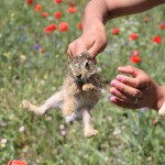 Anastasia Tenderness