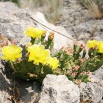 Anastasia Sunny Cactus