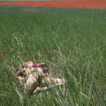 Planet of Flowers Den Russ