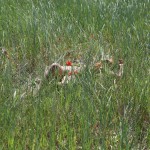 Planet of Flowers Den Russ