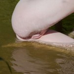 Violetta REALM OF WATER