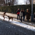 A walk through the park