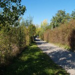 In a park and rollerblading