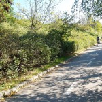 In a park and rollerblading