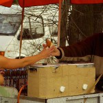 At the main entrance of the zoo