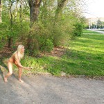 Playing petanque in a city park