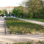Playing petanque in a city park