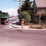 At a lake and in the residential