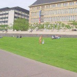 Sun tanning on a meadow