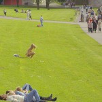 Sun tanning on a meadow