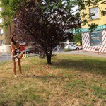 In the center of Prague