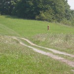 In a forest and a village