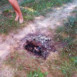 In the woods and later