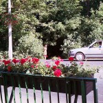 In the woods and later