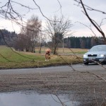 Very bold next to a road