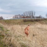 Very bold next to a road