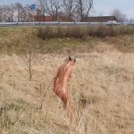 Very bold next to a road