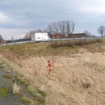 Very bold next to a road