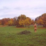 In a park during fall season