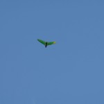 Alizeya A & Dary A – Volare