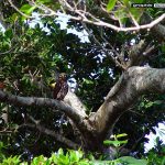 Summer Festival AD Dairy 2002