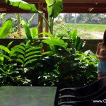 Special Contents Soara – Plentiful Rays